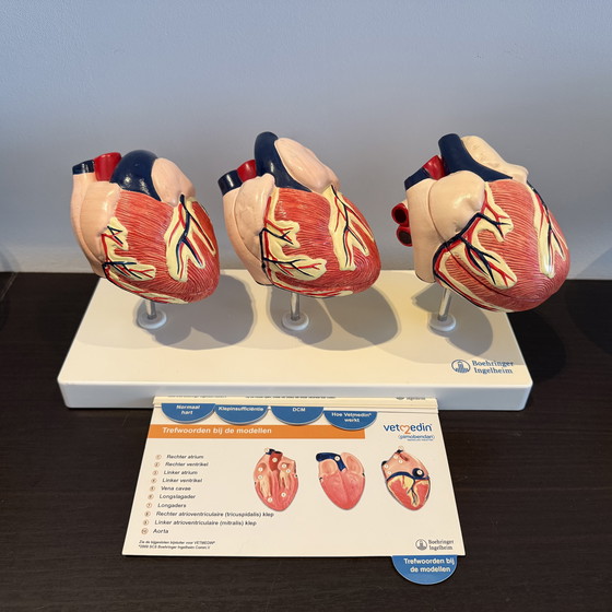 Image 1 of Modello animale di cuore in tre parti - Boehringer Ingelheim Vetmedin