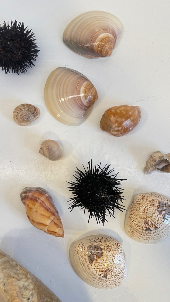 Image 1 of Seashell Collection