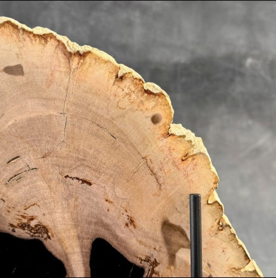 Image 1 of Magnifique pièce de bois pétrifié sur un support sur mesure BS-9