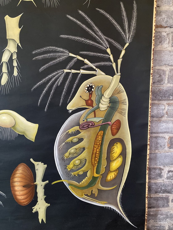 Image 1 of Schoolplaat entomostrasa