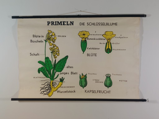 Vintage Rollkarte Lehrmittel Biologie Schlüsselblume Wandkarte Botanik