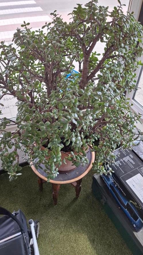 Very Large Jade Plant (Crassula Ovata) | Mature Specimen in Terracotta Pot