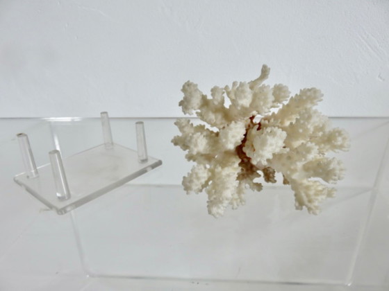 Image 1 of White coral tree, coral reef, 1970