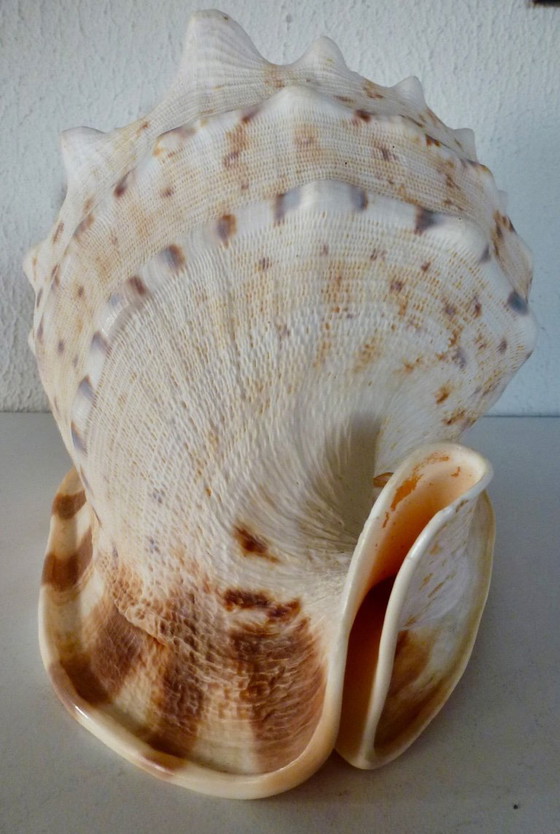 Image 1 of Cassis Cornuta (conchiglia di timone) grande, 22 cm.