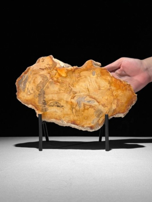 Bois fossilisé de Sooka, fabrication sur mesure standard (nouveau)