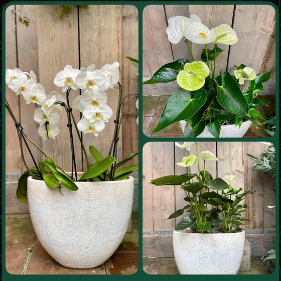 Image 1 of 2 neue Brynxz-Töpfe, cremefarben