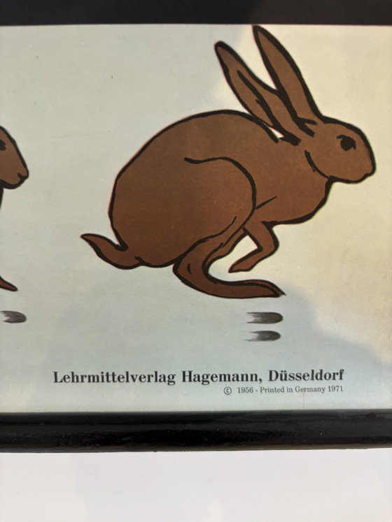 Image 1 of Affiche pédagogique vintage "Le Lièvre" (Jung-Koch-Quentell) – Lehrmittelverlag Hagemann