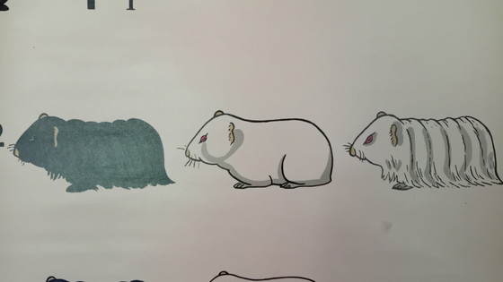 Image 1 of Tabla escolar antigua de J. Verhave, Genética n.° 8, Cobayas