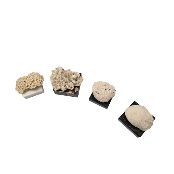 Image 1 of Antiek Koraal Op Marmeren Voetjes, Begin 20e Eeuw