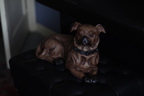 Image 1 of Bild eines Hundes