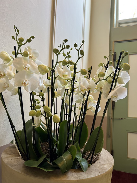 Image 1 of Jardinera de fibra de vidrio 1984 / 140 cm de alto