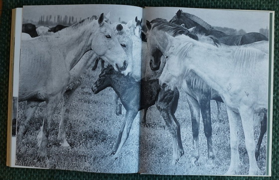 Image 1 of Ein Königreich für ein Pferd