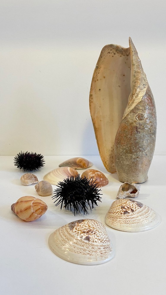 Image 1 of Seashell Collection
