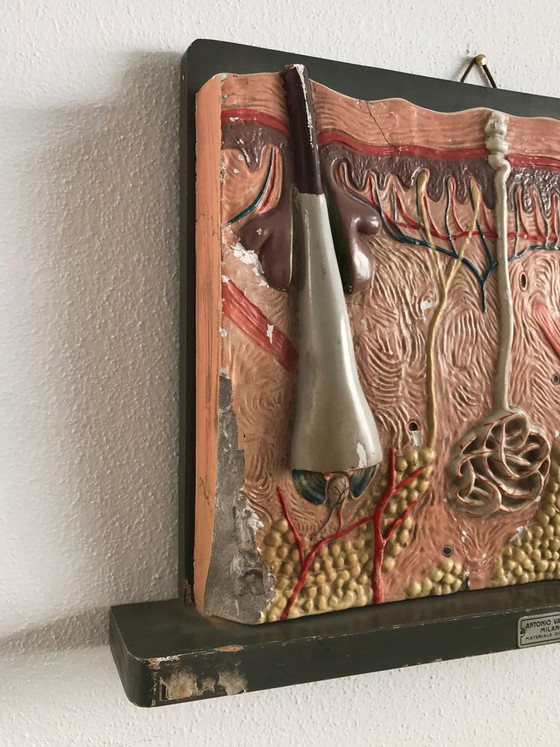 Anatomical Panel, Italy, 1950s – Wall decoration (photo 3 of 6)