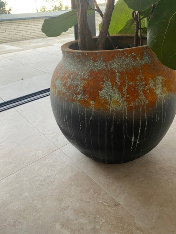 Image 1 of Vaso di fiori con una pianta di lyrata in omaggio