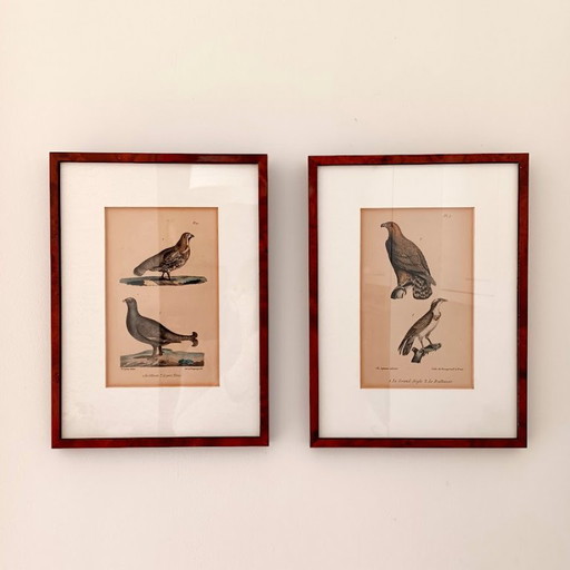 Twee handgekleurde Brusselse ornithologische lithografieën (ca. 1828–1833) – Burggraaff, Lejeune – Pl. 1 en Pl. 19