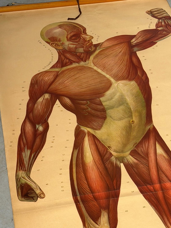 Vintage School Board "Muscle of Man", Germany, 1950s – Paintings & Drawings, Wood (photo 4 of 5)