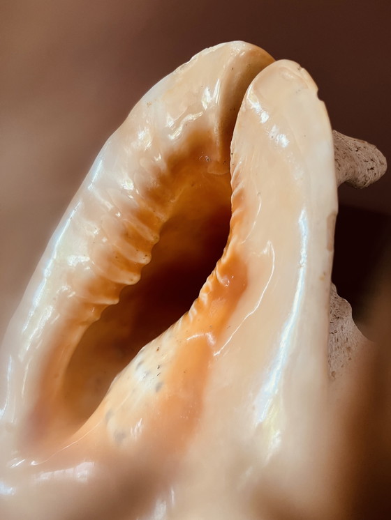 Image 1 of Casis Cornuta Helm Schelp Lamp