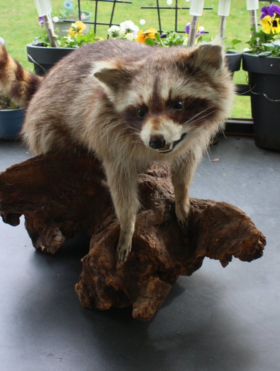 Image 1 of Raccoon taxidermy from an estate, mounted on a large, heavy root, open snout with real teeth