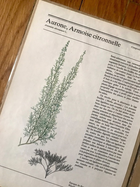 Image 1 of Botanical illustrations