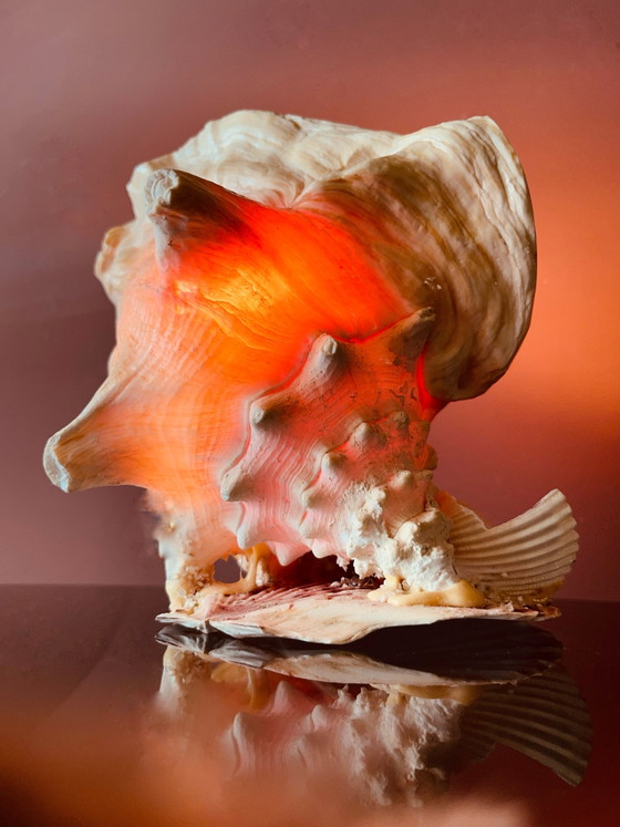 Image 1 of Vintage '70s shell lamp