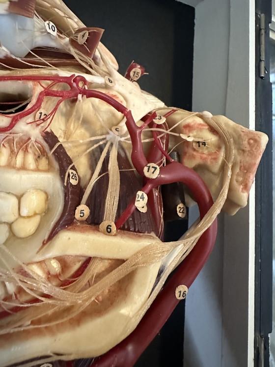 Image 1 of Antique display cabinet - wax model head (facies externa)