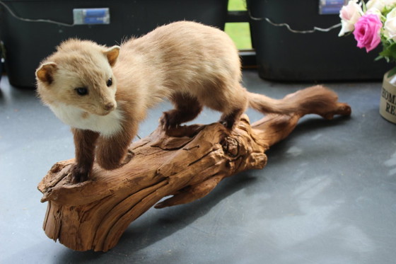 Image 1 of Trophée de martre empaillée vintage provenant d'une propriété, en bon état de conservation, avec matériel de fixation murale.