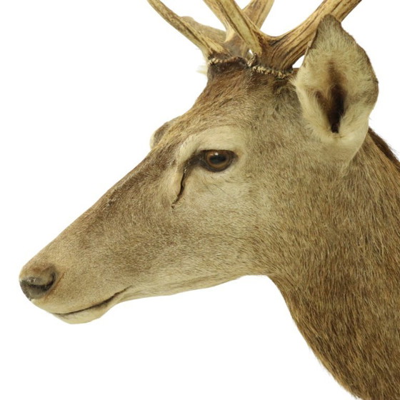 Image 1 of Tête de cerf montée cerf rouge avec bois