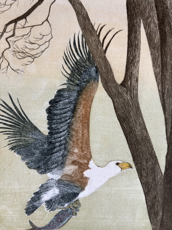 Image 1 of Hilda Bernstein Pesce Aquila acquaforte 27/100 firmata