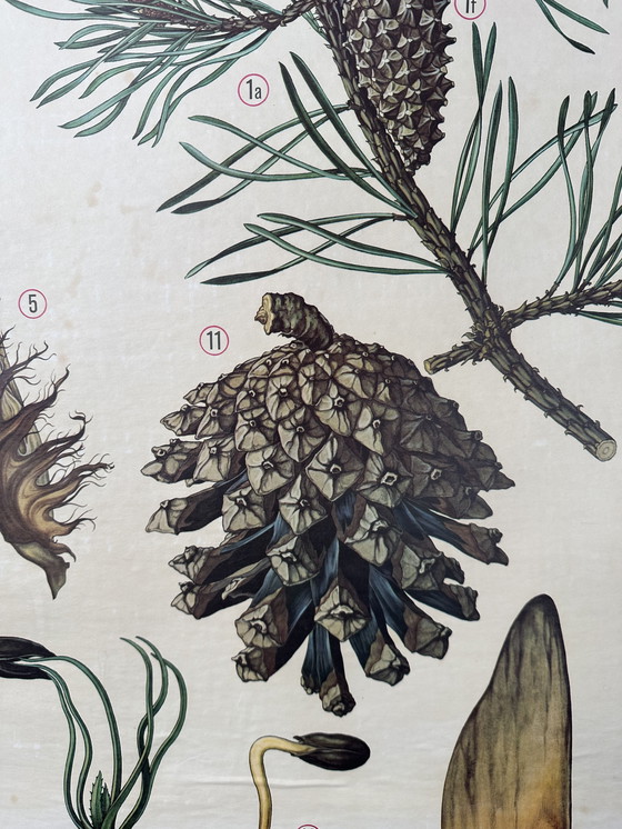 Image 1 of Vintage linnen schoolkaart - de grove den (pinus sylvestris)