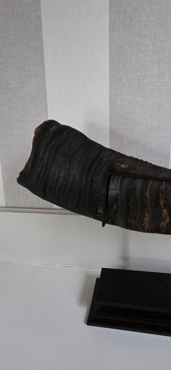 Image 1 of Grote, fijn bewerkte buffelhoorn (ref. 4119)