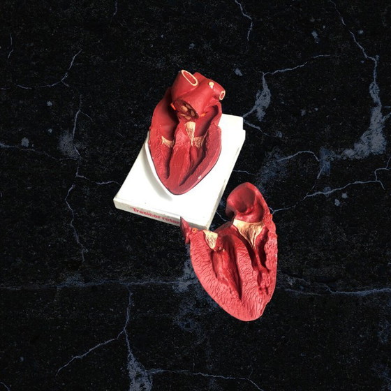 Image 1 of Trasicor retard vintage lifesize medical human heart specimen model anatomical physician's educational boxed 80s