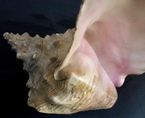 Image 1 of Aliger Gigas grande - Conca regina, appartenente alla famiglia Strombidae.