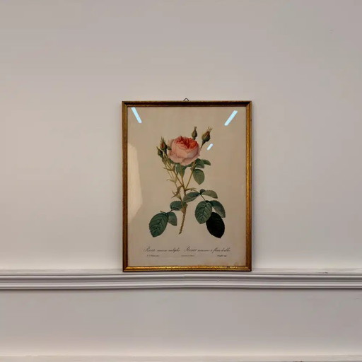 Stampa classica rosa inglese