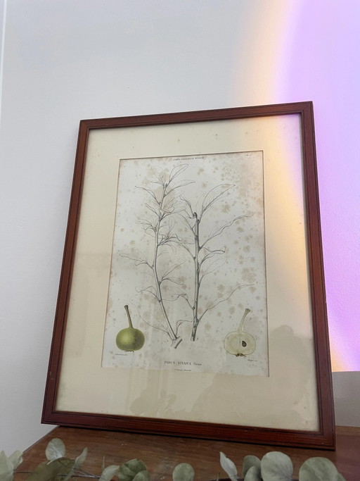Vintage framed botanical illustration
