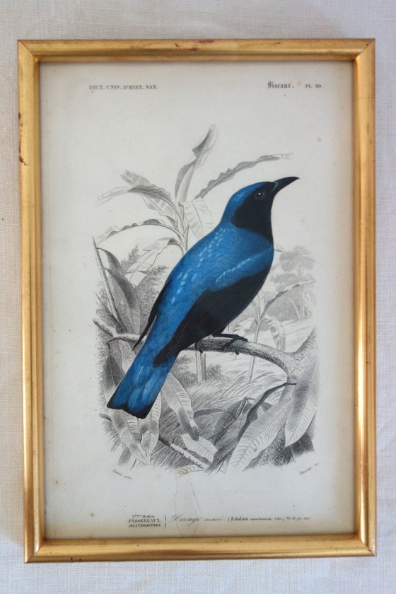 Image 1 of 5 incisioni antiche di uccelli incorniciate