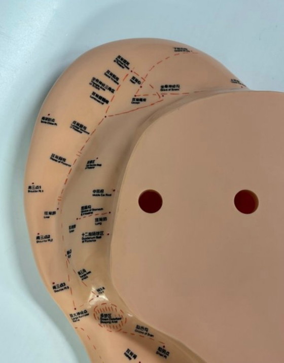 Image 1 of Ohrmodell-Akupunktur