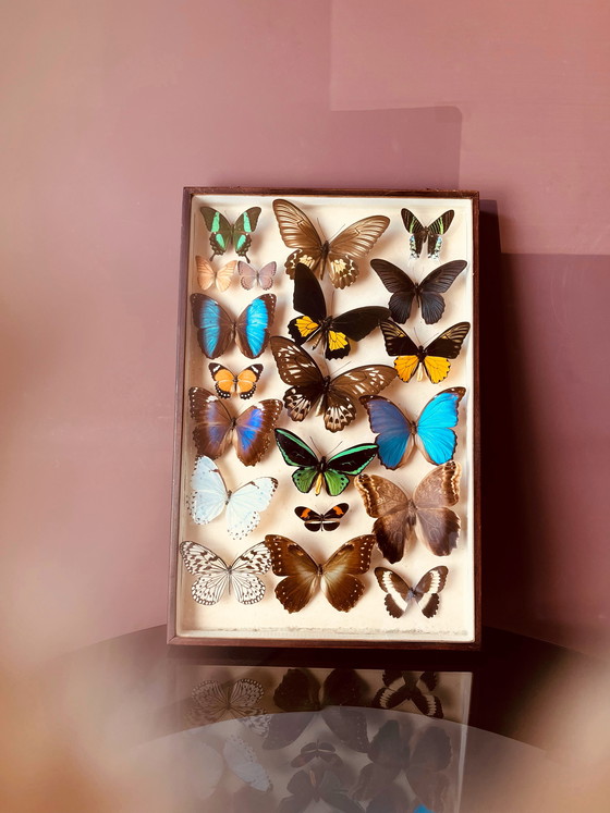 Image 1 of Unici! Vetrine esotiche vintage a forma di farfalla.
