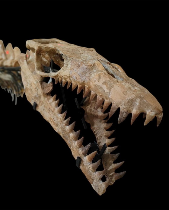 Image 1 of Large 2.80m Mosasaur Skeleton - Museum Quality 3D Mount - Prehistoric Fossil Art