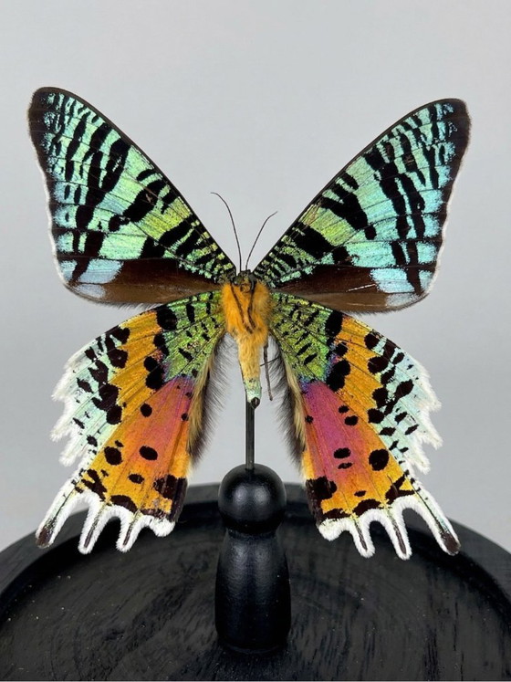 Image 1 of De vlinder Urania ripheus, geconserveerd onder een glazen koepel – een iriserend exotisch exemplaar – 15 cm bolvormig