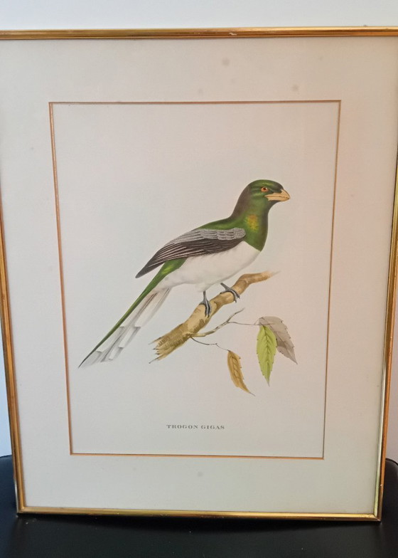 Image 1 of John Gould, Trogon Gigas