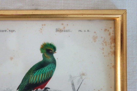 Image 1 of 5 incisioni antiche di uccelli incorniciate