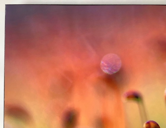 Image 1 of Art photo Rouzbeh Tahmassian