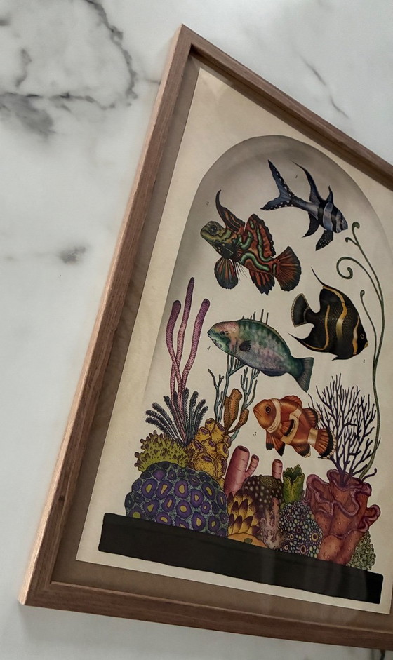 Illustration Encadrée Poissons Façon Musée – Décorations murales, Paper (photo 4 of 6)