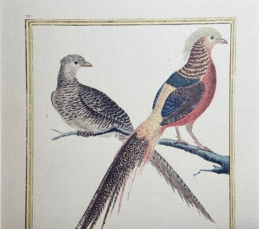 Engraving, Drawing, Sketch: Pair of Chinese Golden Pheasants by François-Nicolas Martinet