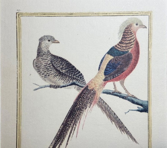 Image 1 of Engraving, Drawing, Sketch: Pair of Chinese Golden Pheasants by François-Nicolas Martinet