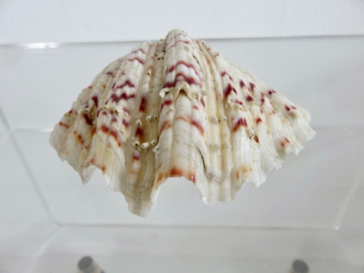 Crostaceo Hippopus hippopus, vongola maculata, Oceano Indiano, Pacifico occidentale