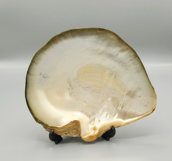 Image 1 of A Large Decorative Shell With Mother of Pearl in Relief