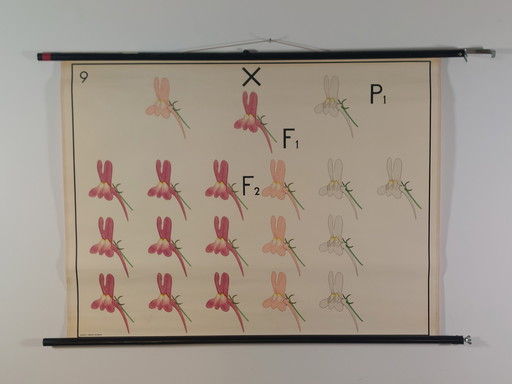 Vintage Leinen Rollkarte Lehrmittel Biologie Kryptomerie Vererbung