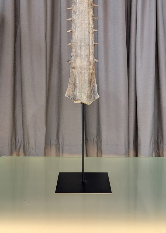 Image 1 of Tribune de poisson-scie antique 130 cm - 169 cm (Pristis pristis)